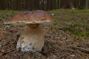 Klikni pro velký obrázek