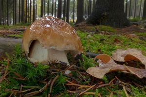 Klikni pro velký obrázek