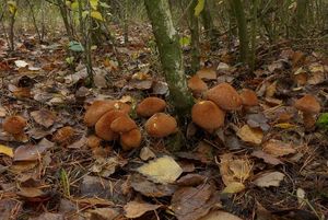 Klikni pro velký obrázek