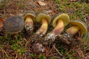 Klikni pro velký obrázek