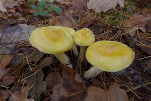 Klikni pro velký obrázek