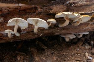 Klikni pro velký obrázek