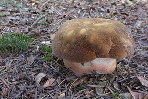 Klikni pro velký obrázek