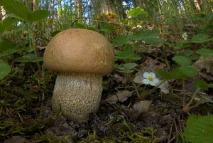 Klikni pro velký obrázek