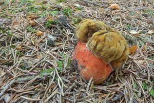 Klikni pro velký obrázek