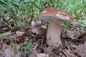 Klikni pro velký obrázek