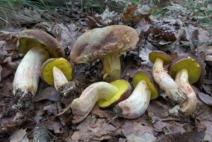 Klikni pro velký obrázek