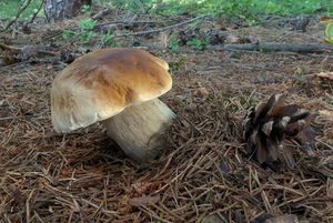 Klikni pro velký obrázek