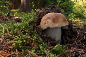 Klikni pro velký obrázek