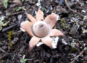 Hvězdovka Pouzarova - Geastrum pouzarii  V.J. Staněk 1954