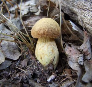 Hřib moravský - Aureoboletus moravicus (Vacek) Klofac 2010