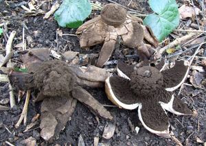 Hvězdovka vlasohlavá - Geastrum melanocephalum (Czern.) V.J. Staněk