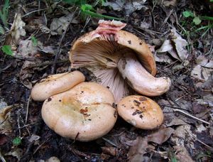 Ryzec krvavomléčný - Lactarius sanguifluus (Paulet) Fr. 1838