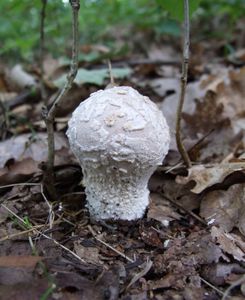 Pýchavka závojová - Lycoperdon mammiforme Pers. 1801