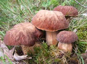 Hřib dubový - Boletus reticulatus Schaeff. 1774