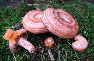 Ryzec borový - Lactarius pinicola Smotl. ex Z. Schaef. 1970