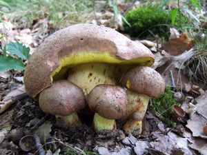 Hřib přívěskatý - Butyriboletus appendiculatus (Schaeff.) D. Arora & J.L. Frank 2014