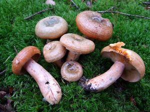 Ryzec smrkový - Lactarius deterrimus Gröger 1968