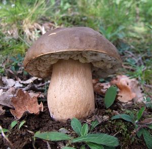 Hřib bronzový - Boletus aereus  Bull. 1789