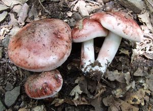 Štavnatka holubinková - Hygrophorus russula (Schaeff.: Fr.) Ricken