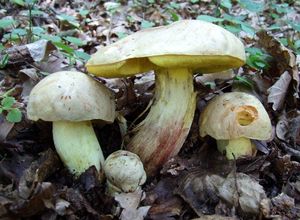 Hřib plavý - Boletus impolitus Fr. 1838