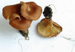 Strmělka kořínkatá - Rhizocybe vermicularis (Fr.) Vizzini, G. Moreno, P. Alvarado & Consiglio