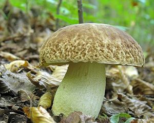 Klikni pro velký obrázek