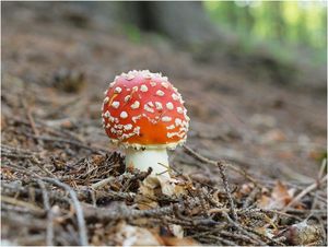 Klikni pro velký obrázek