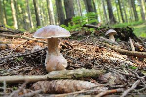 Klikni pro velký obrázek