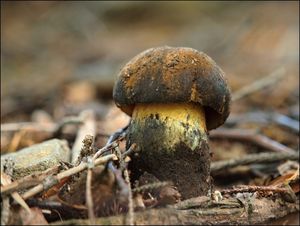 Klikni pro velký obrázek