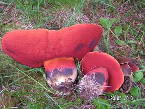 Klikni pro velký obrázek