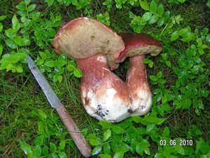 Klikni pro velký obrázek