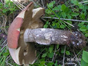 Klikni pro velký obrázek