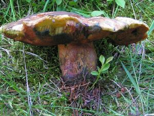 Klikni pro velký obrázek