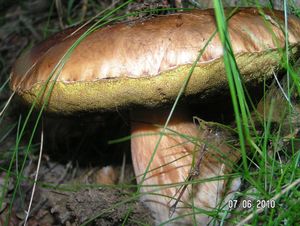 Klikni pro velký obrázek