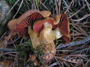 Pavučinec polokrvavý - Cortinarius semisanguineus (Fr.) Gillet