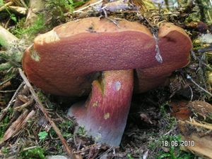 Klikni pro velký obrázek