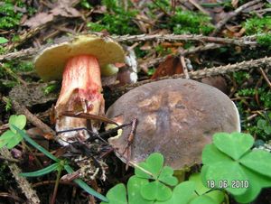 Klikni pro velký obrázek