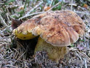 Hřib kovář žlutý - Boletus luridiformis var. junquilleus (Quél.)