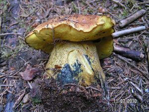 Hřib kovář žlutý - Neoboletus junquilleus (Quél.) Gelardi, Simonini & Vizzini 2014