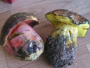 Klikni pro velký obrázek