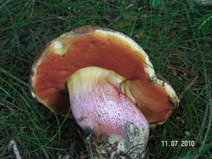 Klikni pro velký obrázek