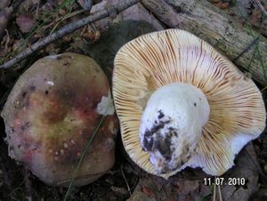 Klikni pro velký obrázek