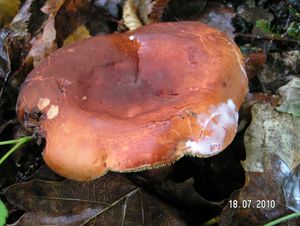 Klikni pro velký obrázek