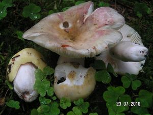 Holubinka fialovonohá - Russula violeipes