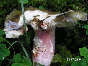 Klikni pro velký obrázek