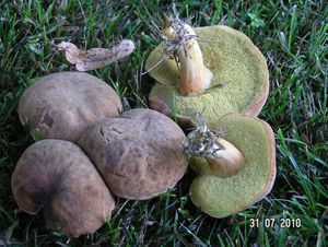 Klikni pro velký obrázek