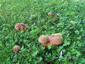 Klikni pro velký obrázek