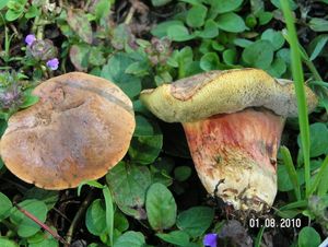 Klikni pro velký obrázek