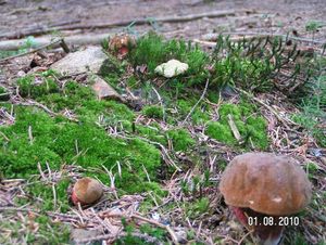 Klikni pro velký obrázek